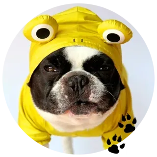 🐶 собака, животное, бостон-терьер, лягушка, желтый, толстовка с капюшоном telegram sticker