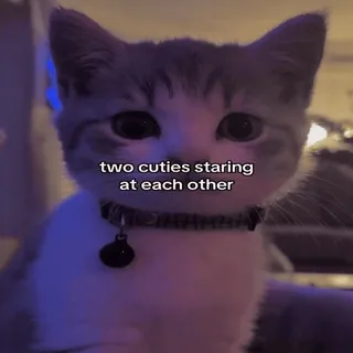 🥰 Two cuties staring at each other whatsapp sticker