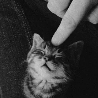 🖇 kitten, cat, pet, animal, cute, adorable, domestic telegram sticker