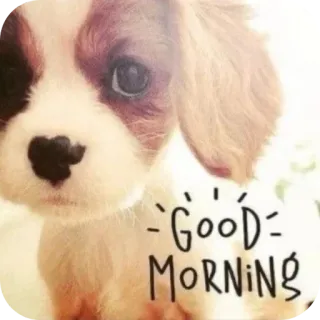 🥰 GOOD MORNING anak anjing, anjing, hewan, selamat pagi, salam, imut telegram sticker
