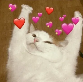 🐈 kat, harten, schattig, dier, liefde, genegenheid telegram sticker