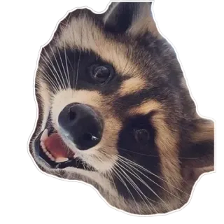 😃 Waschbär, Tier, Säugetier, Wildtier, Gesicht, Porträt telegram sticker