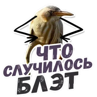 😮 ЧТО СЛУЧИЛОСЬ БЛЭТ bird, sticker, russian, slang, funny whatsapp sticker