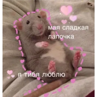 🙂 мая сладкая лапочка
я тибя люблю крыса, милый, любовь, сердечки, милый whatsapp sticker