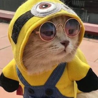 🪐 cat, minion, glasses, pet, cute, animal, costume telegram sticker