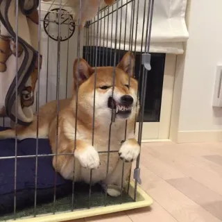 🤨 anjing, Shiba Inu, kandang, binatang, hewan peliharaan, peliharaan whatsapp sticker