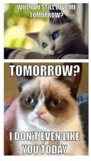 😂 WILL YOU STILL LOVE ME TOMORROW?
TOMORROW?
I DON'T EVEN LIKE YOU TODAY 猫, 梗, 幽默, 臭脸猫, 明天, 爱 whatsapp sticker