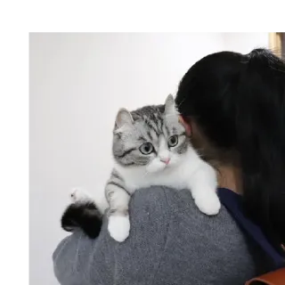 👩‍❤️‍👩 cat, cute, animal, pet, domestic whatsapp sticker
