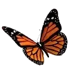 🦋