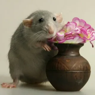 🐭 chuột, động vật, gặm nhấm, bình hoa, hoa, dễ thương telegram sticker