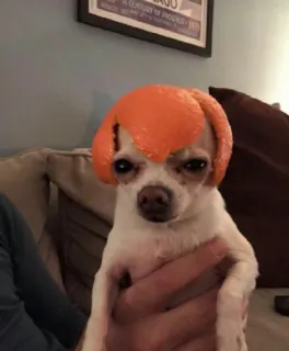 🍊 hond, chihuahua, huisdier, pruik, dier, portret, grappig telegram sticker