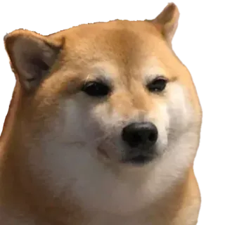 🙂 Doge doge, shiba inu, mem, pies, zwierzę, zwierzę domowe telegram sticker