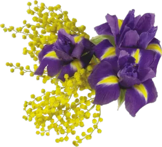 🌼 Blumen, floral, Iris, Mimose, gelb, lila whatsapp sticker