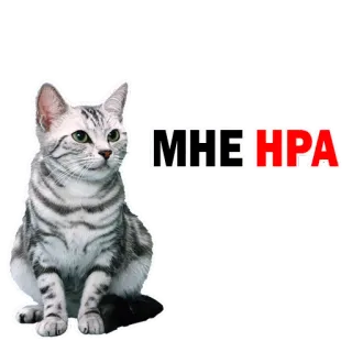 👍 MHE HPA gato, animal, meme, fofo, animal de estimação, listrado whatsapp sticker