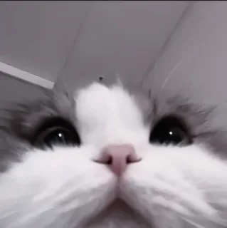 💗 кошка, животное, питомец, крупный план, домашнее животное, пушистый, милый telegram sticker