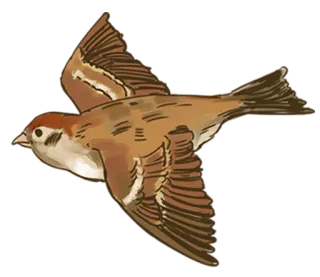🐤 птица, воробей, летающий, животное, дикая природа, природа whatsapp sticker