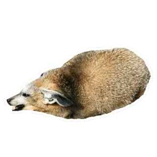 😴 animal, fox, mammal, wildlife, cute, nature telegram sticker