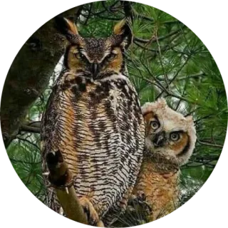 🦉 coruja, pássaros, vida selvagem, animais, natureza, ave de rapina telegram sticker