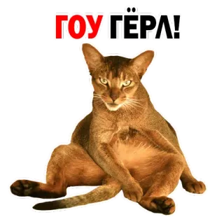 😍 ГОУ.ГЁРЛ! gato, abissínio, adesivo, animal, animal de estimação whatsapp sticker