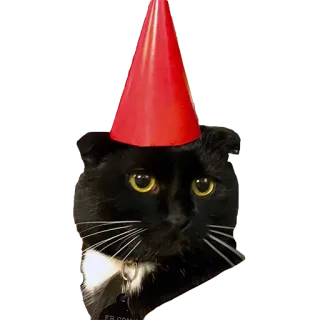 🎉 แมว, หมวกปาร์ตี้, สัตว์เลี้ยง, สัตว์, แมวดำ, ลูกแมว telegram sticker
