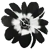 🌼