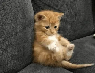 🐈 gattino, gatto, animale domestico, animale, carino, domestico, felino whatsapp sticker