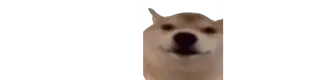 🙃 Doge Hund, Meme, Doge, Tier, Haustier whatsapp sticker