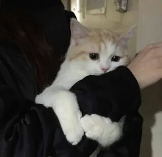 ❤️ gato, gatinho, animal de estimação, animal, fofo, gato doméstico telegram sticker