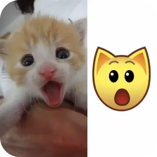 🐱 chaton, chat, surprise, emoji, animal de compagnie, animal telegram sticker