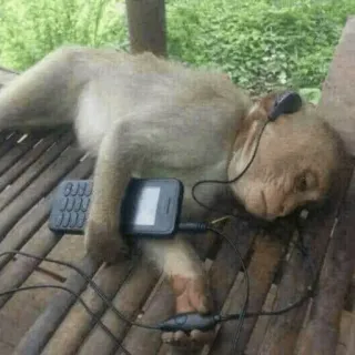 🐵 monyet, headphone, telepon, hewan, mendengarkan, teknologi telegram sticker