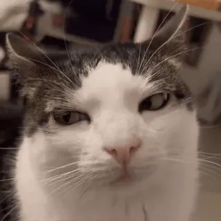 😐 chat, animal, animal de compagnie, clin d'oeil whatsapp sticker