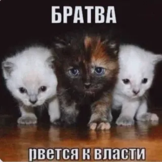 😍 БРАТВА рвется к власти kittens, russian, bratva, cats, gang, animals telegram sticker