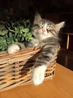 🍑 cat, kitten, sleeping, basket, pet, cute, animal, domestic cat telegram sticker