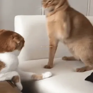 😡 cats, animals, pets, fighting, domestic animals telegram sticker