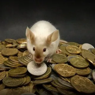 🐭 chuột, tiền, tiền xu, sự giàu có, tài chính telegram sticker