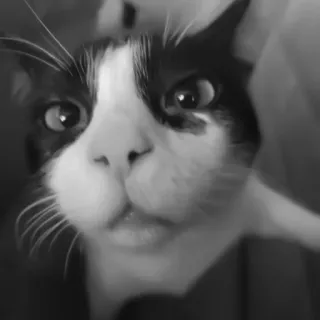 🐈‍⬛️ кот, домашнее животное, животное, домашняя кошка, кошка смокинг, млекопитающее telegram sticker