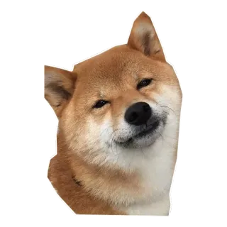 😶 собака, шиба-ину, домашнее животное, животное, мем, милый telegram sticker