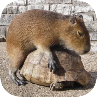 🐢 telegram sticker