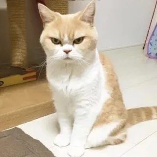 😠 猫, 怒り, ペット, 動物, ネコ, 不機嫌 telegram sticker