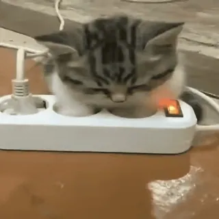 🐈 고양이, 새끼 고양이, 콘센트, 콘센트 telegram sticker