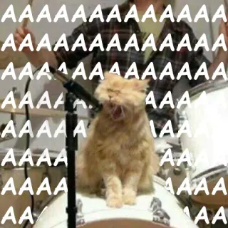 😱 AAAAAAAAAAAA kot, perkusja, mem, zwierzę, muzyka telegram sticker