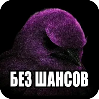 🐦‍⬛️ БЕЗ ШАНСОВ purple bird, angry bird, meme, no chance, serious, dark mood telegram sticker