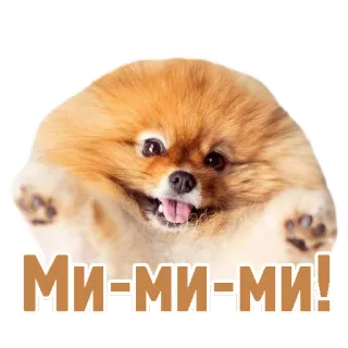 ☺️ МИ-МИ-МИ! carino, cane, cucciolo, pomerania, soffice, adorabile, russo telegram sticker