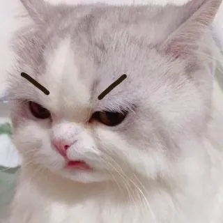 🤬 cat, angry, meme, eyebrows, pet, animal telegram sticker