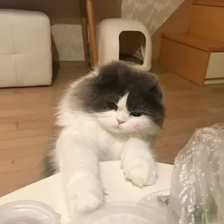 😒 Katze, Tier, Haustier, süß, weiß, grau telegram sticker