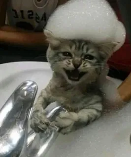 🛀 kucing, gelembung, anak kucing, imut, binatang, hewan peliharaan, mandi, lucu telegram sticker