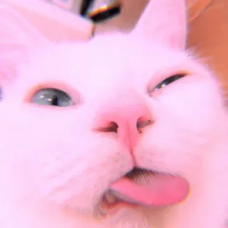 🐾 Katze, Tier, Haustier, süß, Zunge, lustig whatsapp sticker