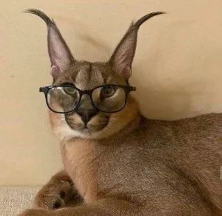 🤓 caracal, cat, floppa, glasses, animal telegram sticker