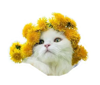 🌼 แมว, สัตว์, ดอกไม้, ดอกแดนดิไลออน, แมวขาว, สัตว์เลี้ยง, น่ารัก, ธรรมชาติ telegram sticker