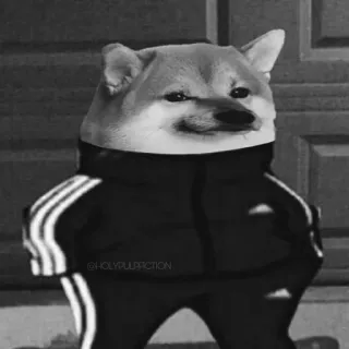 😐 Doge 개, 시바견, 밈, 츄리닝, 아디다스, 러시아 telegram sticker